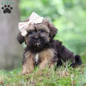 Twinkle, Shorkie Puppy