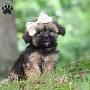 Twinkle, Shorkie Puppy