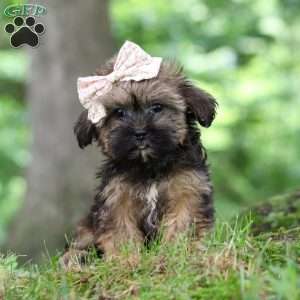 Twinkle, Shorkie Puppy