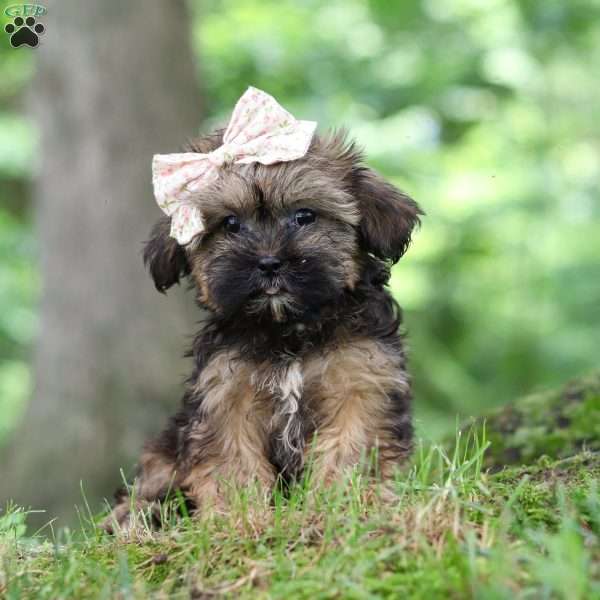 Twinkle, Shorkie Puppy