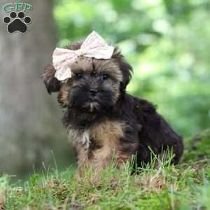 Twinkle, Shorkie Puppy