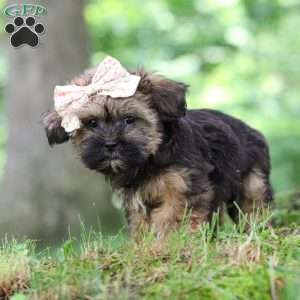 Twinkle, Shorkie Puppy