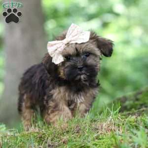 Twinkle, Shorkie Puppy