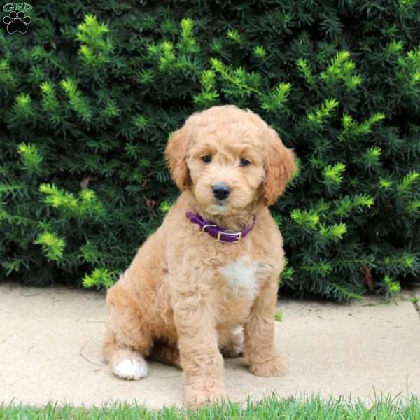 Twinkle, Goldendoodle Puppy
