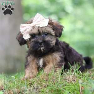 Twinkle, Shorkie Puppy