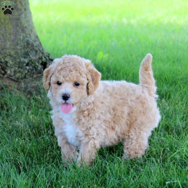 Twister, Bich-Poo Puppy