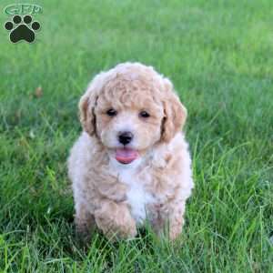 Twister, Bich-Poo Puppy