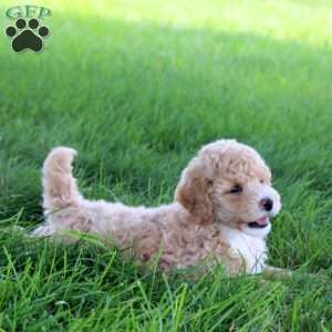 Twister, Bich-Poo Puppy