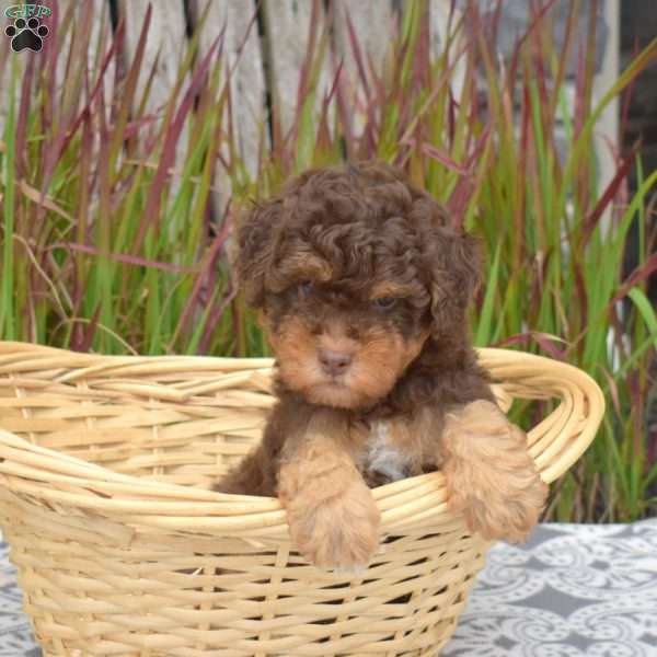 Twix, Miniature Poodle Puppy