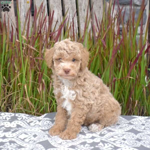 Twizzler, Miniature Poodle Puppy