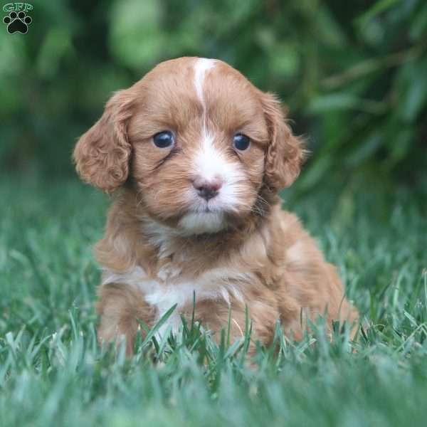 Ty, Cavapoo Puppy