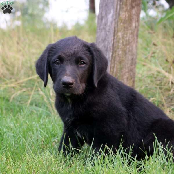 Tye, Bernese Mountain Dog Mix Puppy