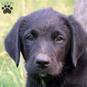 Tye, Bernese Mountain Dog Mix Puppy