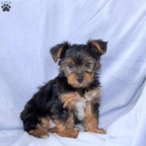 Tyler, Yorkie Puppy