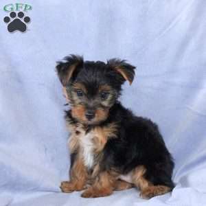 Tyler, Yorkie Puppy
