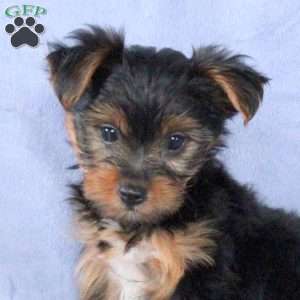 Tyler, Yorkie Puppy