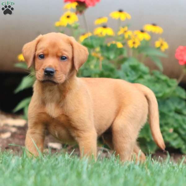 Tyler, Fox Red Labrador Retriever Puppy