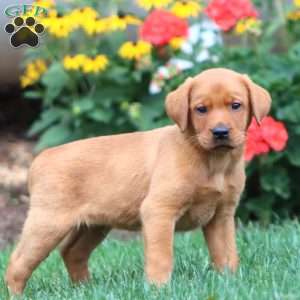 Tyler, Fox Red Labrador Retriever Puppy
