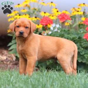 Tyler, Fox Red Labrador Retriever Puppy