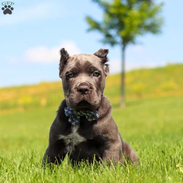 Tyson, Cane Corso Puppy