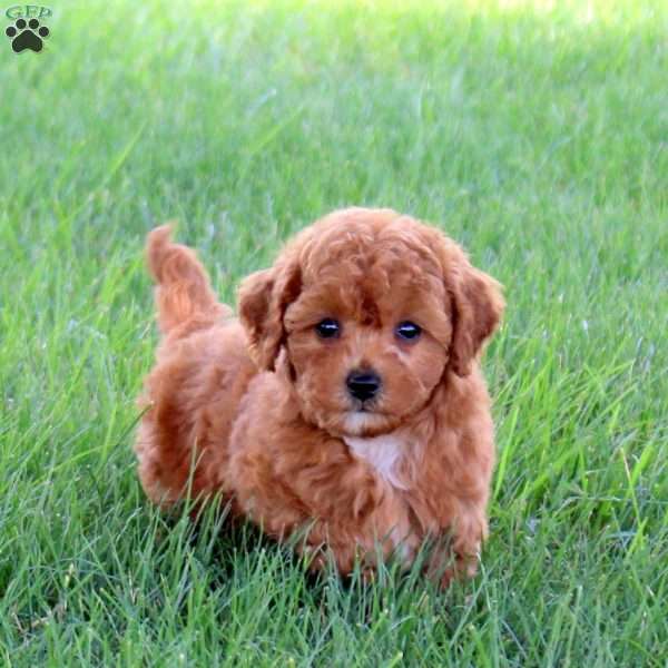 Ultra, Miniature Poodle Puppy