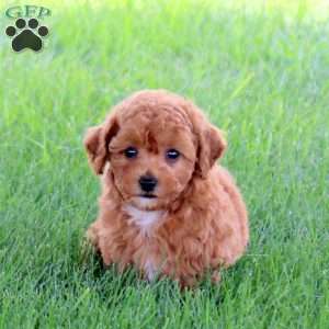 Ultra, Miniature Poodle Puppy