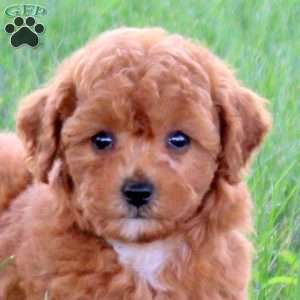 Ultra, Miniature Poodle Puppy