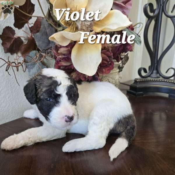 Violet, Saint Berdoodle Puppy