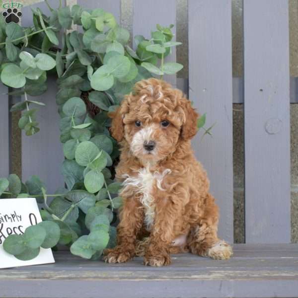 Vinny, Toy Poodle Puppy