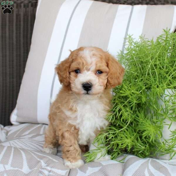 Valor, Bich-Poo Puppy