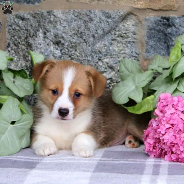 Vance, Pembroke Welsh Corgi Puppy