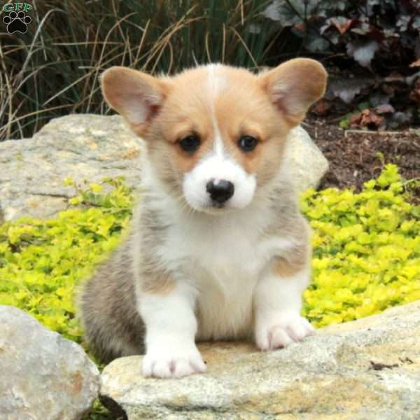 Vann, Pembroke Welsh Corgi Puppy