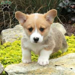 Vann, Pembroke Welsh Corgi Puppy
