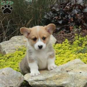 Vann, Pembroke Welsh Corgi Puppy