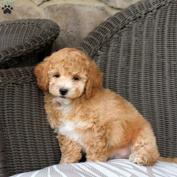 Vanora, Bich-Poo Puppy