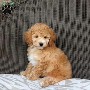 Vanora, Bich-Poo Puppy