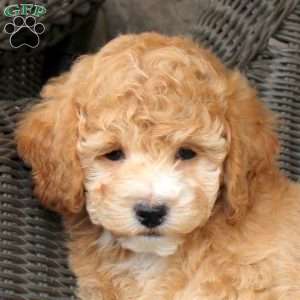 Vanora, Bich-Poo Puppy