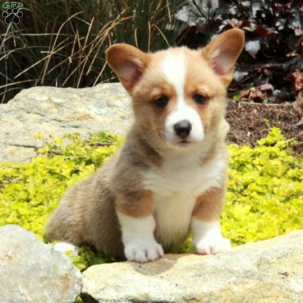 Vaughn, Pembroke Welsh Corgi Puppy