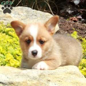 Vaughn, Pembroke Welsh Corgi Puppy