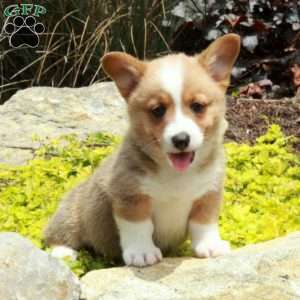 Vaughn, Pembroke Welsh Corgi Puppy