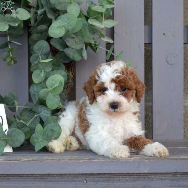 Velcro, Toy Poodle Puppy