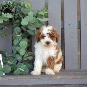 Velcro, Toy Poodle Puppy