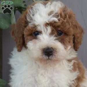 Velcro, Toy Poodle Puppy