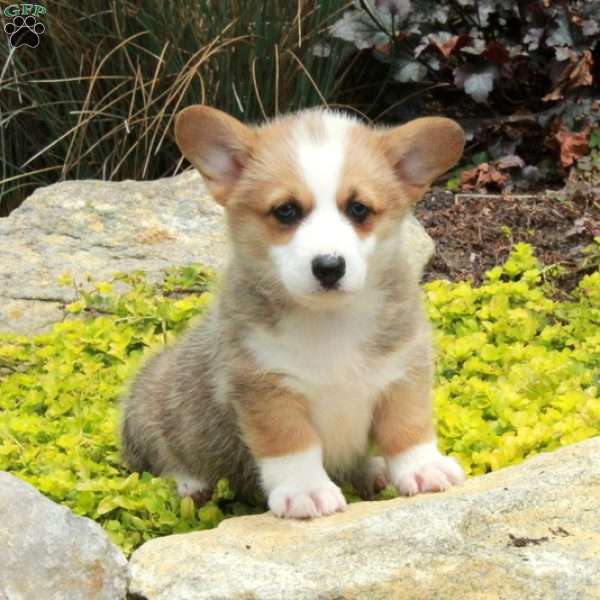 Vera, Pembroke Welsh Corgi Puppy