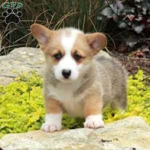 Vera, Pembroke Welsh Corgi Puppy