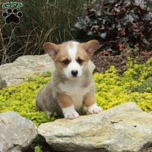 Vera, Pembroke Welsh Corgi Puppy