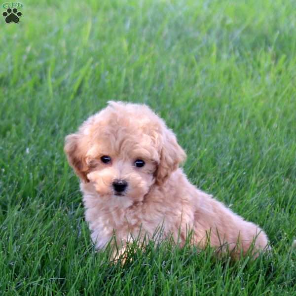 Vespa, Bich-Poo Puppy
