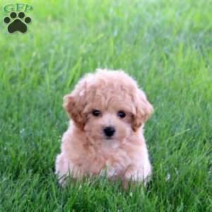 Vespa, Bich-Poo Puppy