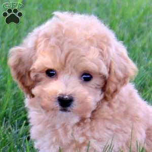 Vespa, Bich-Poo Puppy