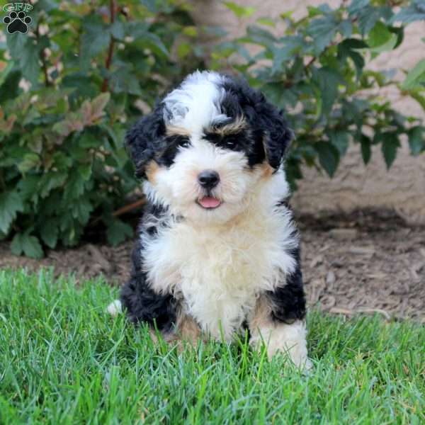 Victor, Mini Bernedoodle Puppy